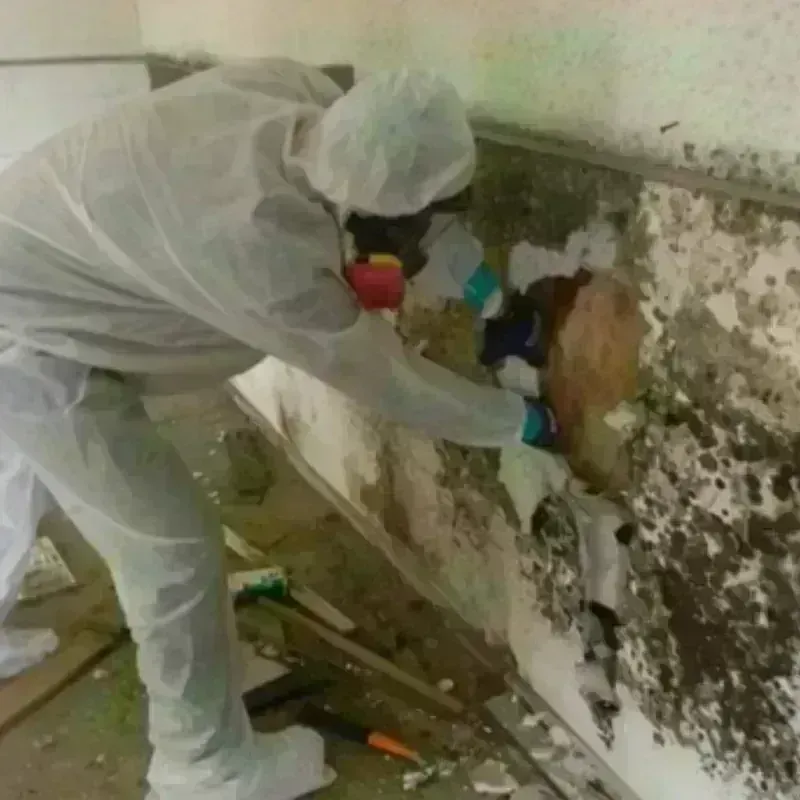 Mold Remediation and Removal in Williamsburg, VA